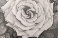 PXL_20260128_011503877.MP